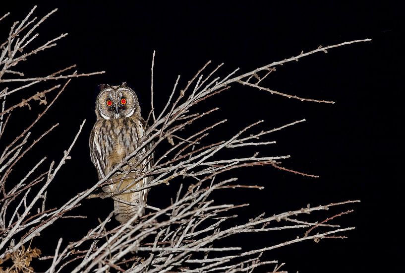 long-eared owl - asio otus canariensis by Monarch C.