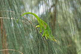 Chameleon in Usambara Mountains Tanzania by Annicky Reijers