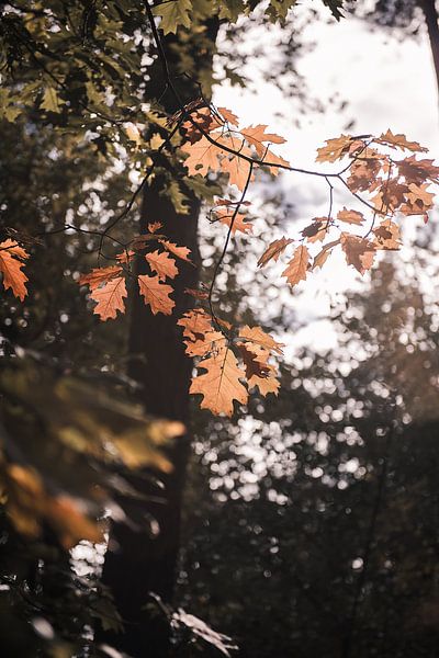 Nature in autumn vibes 4 by Ratna Bosch