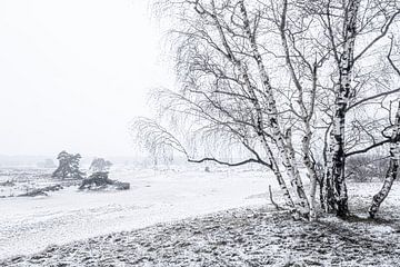 Hulshorsterzand in de sneeuw van Eddy Westdijk