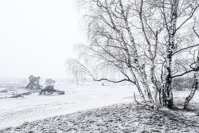 Hulshorsterzand in de sneeuw van Eddy Westdijk