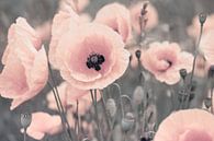 Poppies in pink by Julia Delgado thumbnail