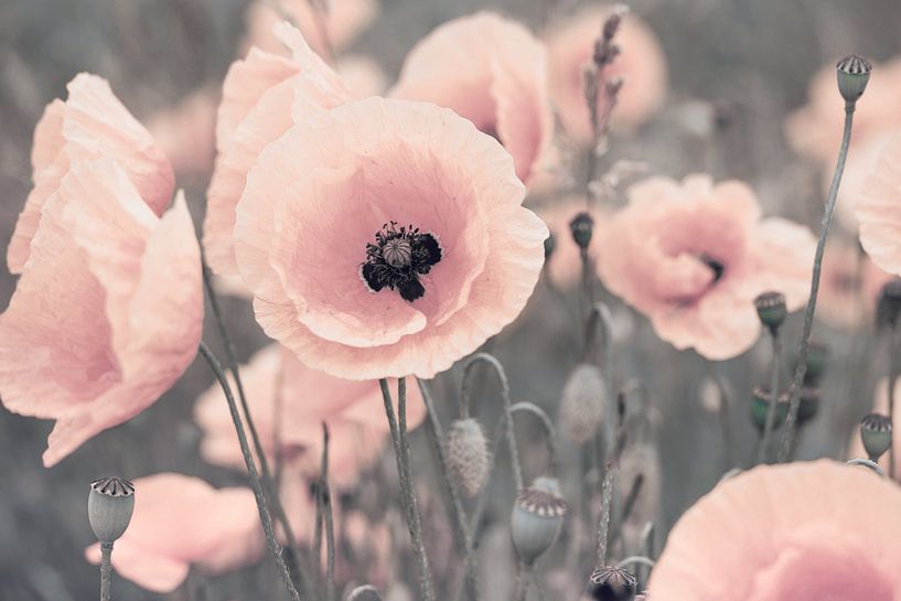 Poppies in pink by Julia Delgado