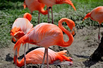 Flamingos in Miami, Florida by Karel Frielink