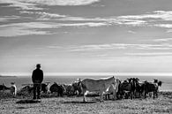 The shepherd and his herd van Peter van Eekelen thumbnail