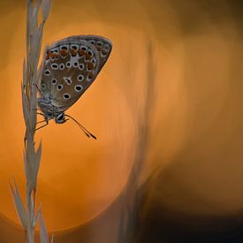 Ikarusblau bei Sonnenuntergang von Jan Jongejan