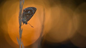Common blue butterfly at sunset