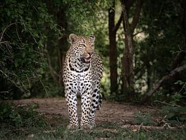 Nehneh, the young leopard by Mirjam Wisse