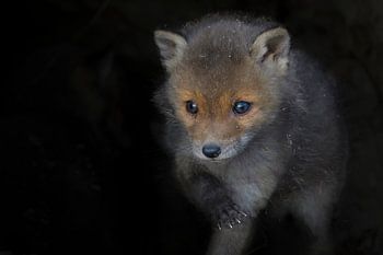Jong vosje met blik op de buitenwereld