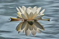 Waterlily with reflection.