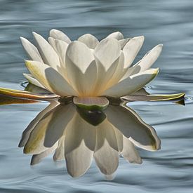 Waterlily with reflection. by Johan Kalthof