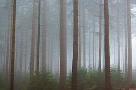 Blick in eine neblige Pinienlandschaft von Sjoerd van der Wal Fotografie
