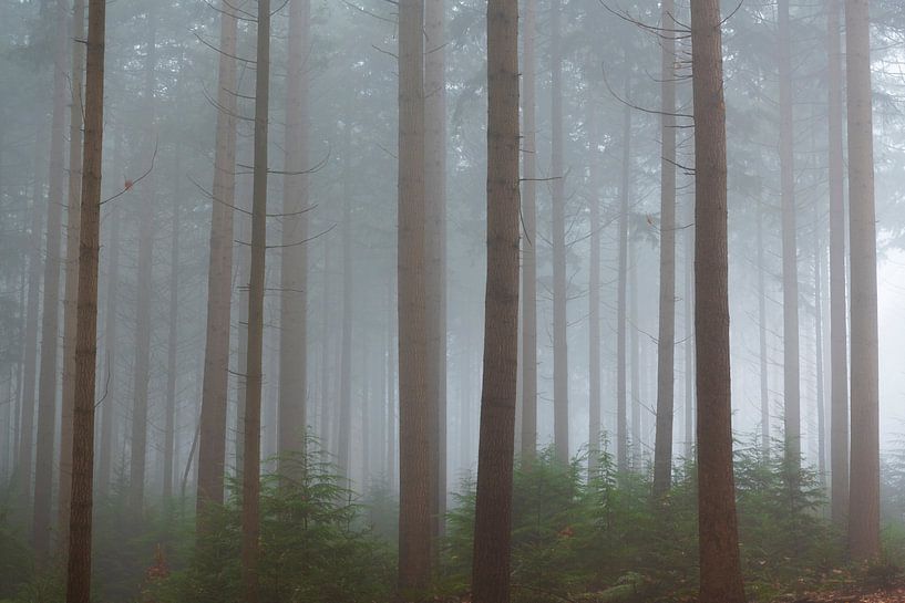 Landschap in een mistig dennenbos van Sjoerd van der Wal Fotografie