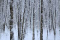 Winterbos