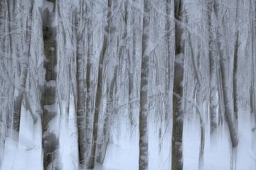 Winterwald von Oliver Lahrem