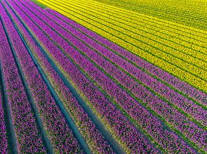 Tulpenfelder im Frühling von oben gesehen