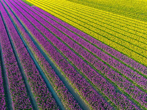 Tulpenvelden in de lente van bovenaf gezien