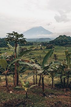 Paradiesische Aussichten: Reisfelder und der Berg Agung im zauberhaften Bali