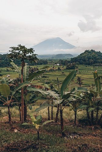 Paradiesische Aussichten: Reisfelder und der Berg Agung im zauberhaften Bali