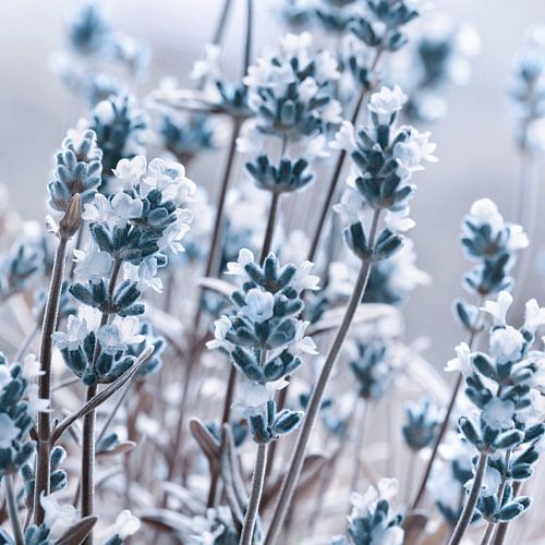 Lavendel