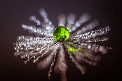 Paardenbloem pluisje met druppels