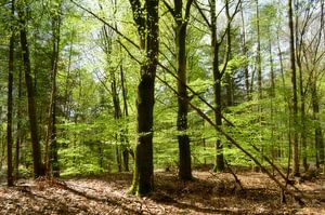 Lignes dans la forêt