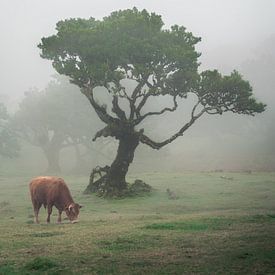 Baum im mystischen Fanal-Wald auf Madeira. von Roman Robroek