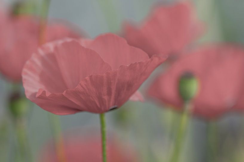 Verträumte mohn Blume von Jolanda de Jong-Jansen