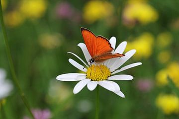 Oranje-rode vlinder op een witte bloem van cuhle-fotos