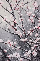 Snowy Japanese Sakura blossom