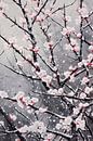 Snowy Japanese Sakura blossom by Whale & Sons thumbnail