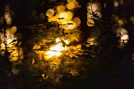 Shadow play by Anneke Hooijer