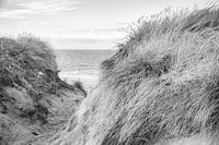 Beach crossing in Denmark in black and white