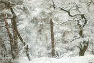 Winter Faerie by Ellen Borggreve thumbnail
