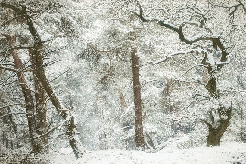 Winter Faerie by Ellen Borggreve