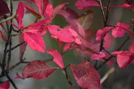 bladeren in de herfst von miranda  Leenheer Miniaturansicht