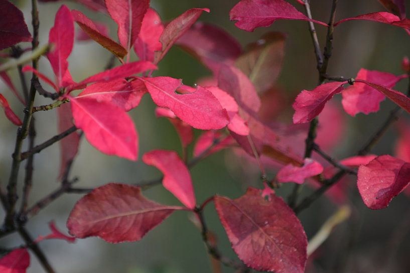 bladeren in de herfst von miranda  Leenheer