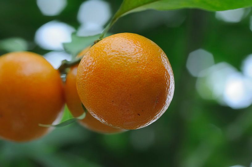 Bokalicious oranges par Wiljo van Essen