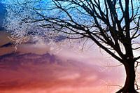 Winter Fantasie
