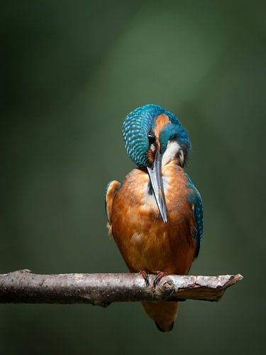 Kingfisher brushing feathers in the sunlight