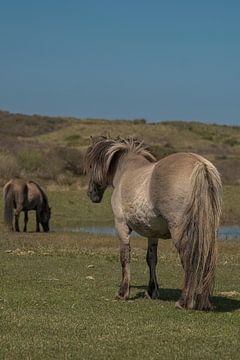 Konik-Pferde in den Kennemer-Dünen, Nordholland von Peter Bartelings