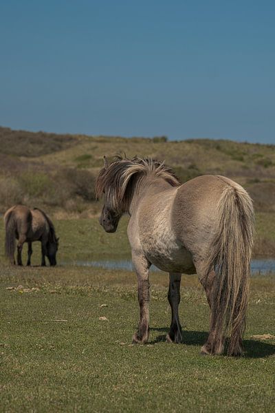 Konik horses in the Kennemer dunes, North Holland by Peter Bartelings