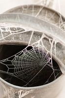 Spider web in a watering can with frost on a farm