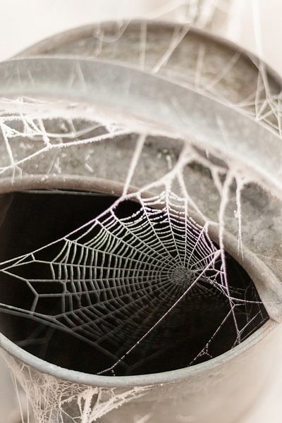 Toile d'araignée dans un arrosoir avec du gel dans une ferme par Sandra Koppenhöfer