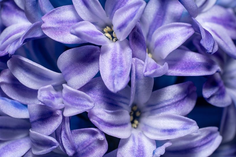 Hyacintenbloesems van Achim Prill