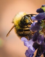 Bumblebee with lavender