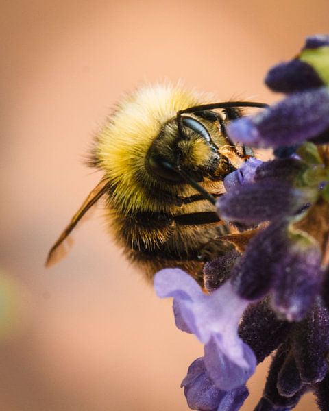 Bumblebee with lavender by Jess Klikt Fotografie
