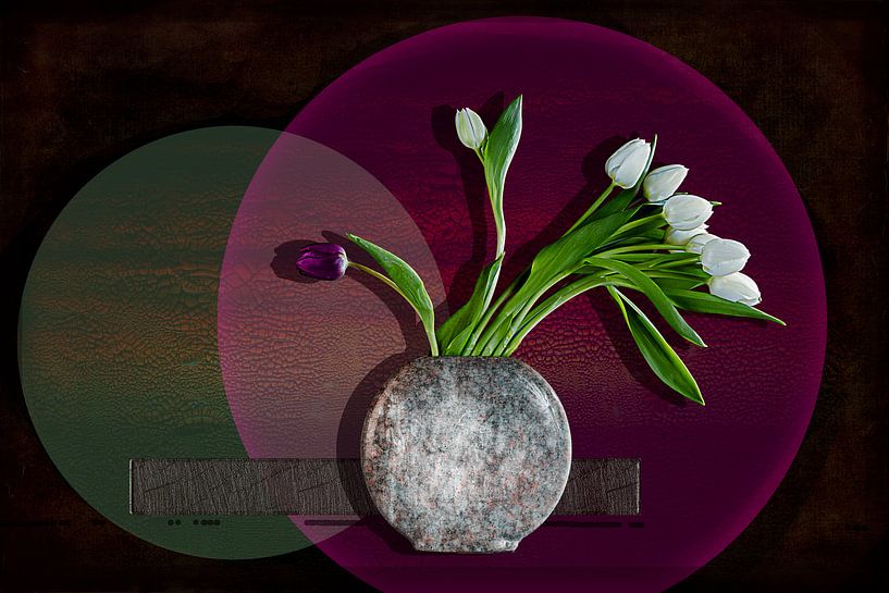 White tulips discriminating a purple one by Henny Verbeek