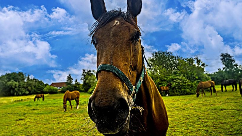 Pferd van Johnny Flash
