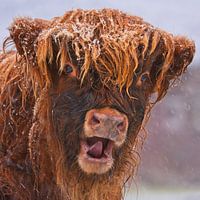 Snow fun - Scottish Highlander